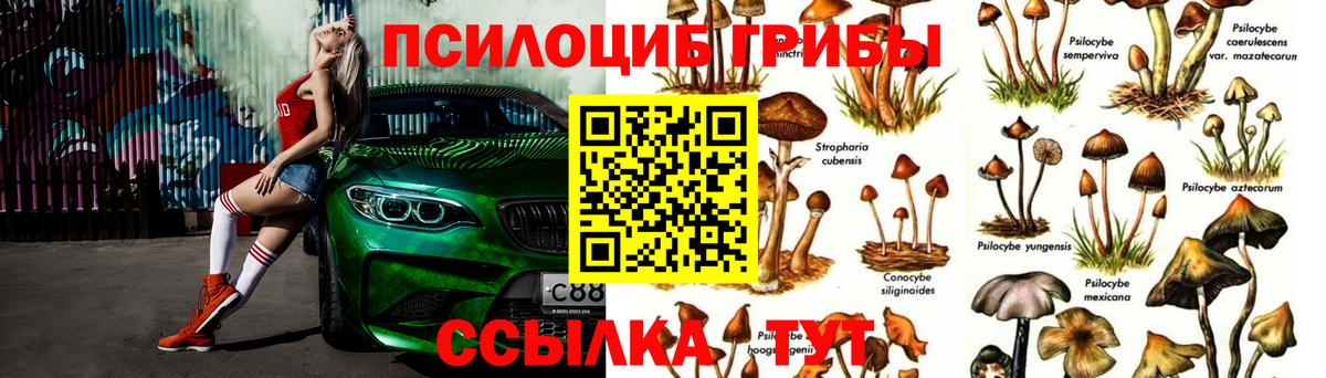 Гурьевск  Псилоцибиновые грибы Cubensis  Галлюциногенные грибы MAGIC MUSHROOMS  Вход с VPN 